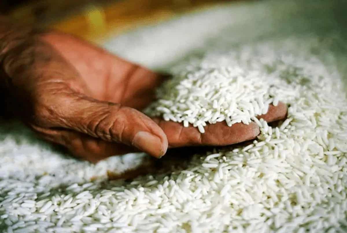 تصویر 2 از خرید و قیمت برنج عنبر بو صادراتی + فروش عمده